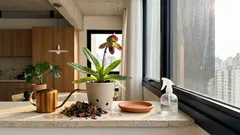Orquídea sapatinho: o que ela “pede” para florir por semanas em casa (e como acertar luz e rega)