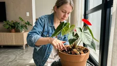 Antúrio dentro de casa: o ajuste de luz, rega e umidade que faz a “flor” durar semanas