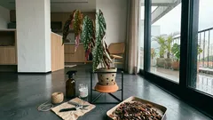 Begônia maculata (planta de bolinhas): o que ela pede de luz, rega e substrato — e como multiplicar sem mistério