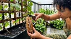 Como plantar bucha vegetal e colher no ponto certo para virar esponja natural