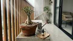 Rosa-do-deserto no nosso clima: como acertar luz, substrato e rega — e evitar os erros que mais travam o crescimento