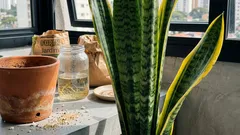 Espada-de-são-jorge: ela aguenta quase tudo (mas não isso) — luz, rega, substrato e o mito do “ar puro”